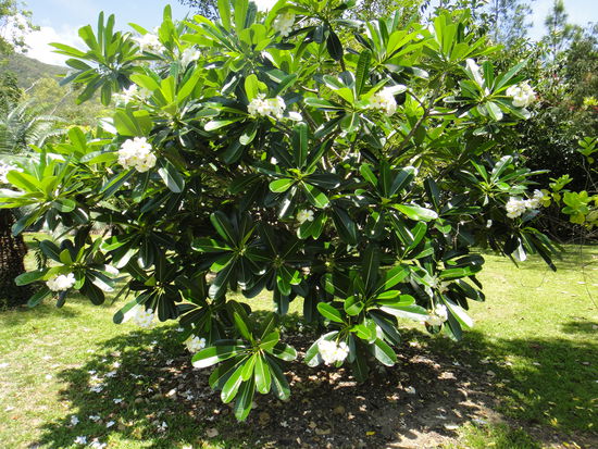 blühender Frangipanistrauch