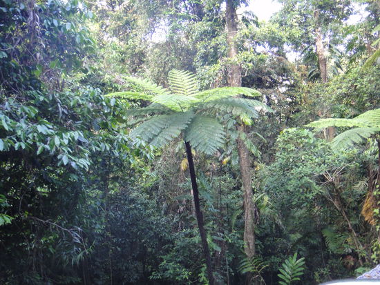 Farnbäume im Daintree Nationalpark