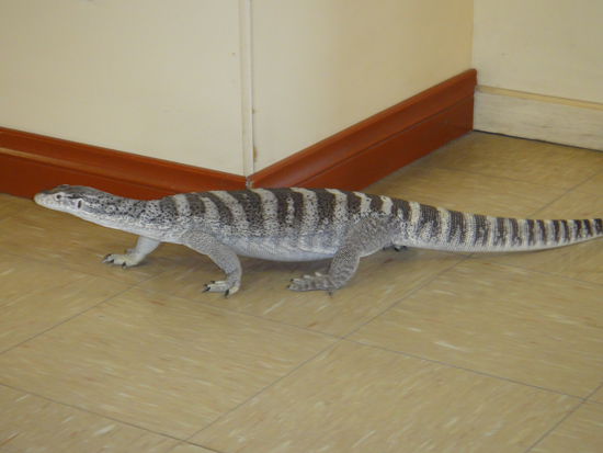 Frank, der Waran , lebt im Reptiliencenter und hat immer "Freigang"