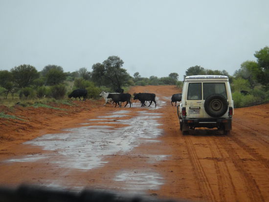 Auf dem Weg ins Rainbow Valley