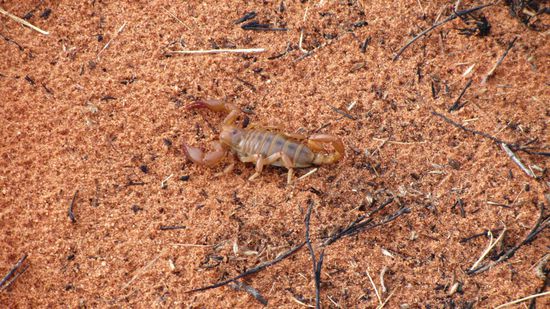 Skorpion am "Wegesrand"