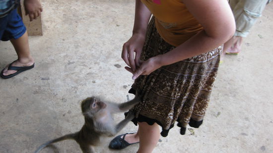 Der Affe ist der Bekky fast den Rock hoch geklettert