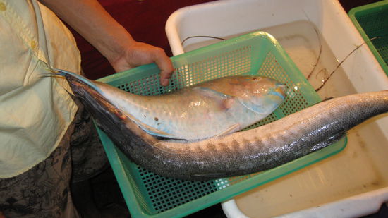 Das Abendessen von Jensy und mir. Jensy hat den Papageienfisch und ich den Baracuda.
