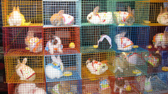 die suessen Haeschen 