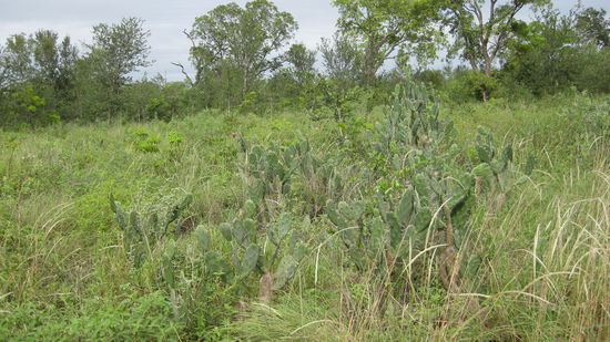 So sah die Landschaft, als die Mennoiten ankamen vor 60 Jahren, ueberall aus. Und das in allen Richtungen mehrere 100 km weit. Dann noch ueber 40 °C. 
Wir wollten schon nach 2 Minuten wieder weg, wegen den tausenden Muecken die uns gestochen haben.