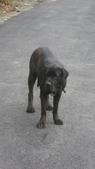 ich glaube wir muessen hier bleiben, der Hund laesst uns nicht weg