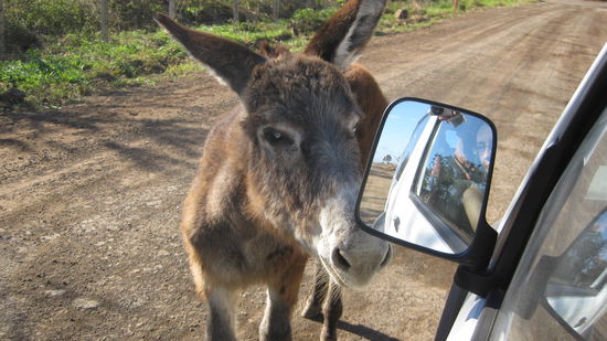 das war das Highlight des Tages. auf dem Rueckweg hat eine Eselherde uns den Weg versperrt