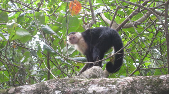 koennte ein Totenkopfaeffchen sein