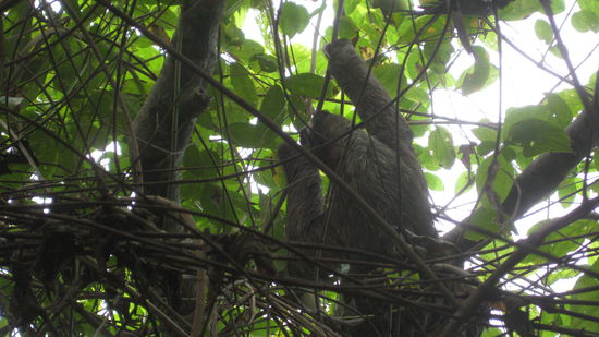 und noch ein Faultier