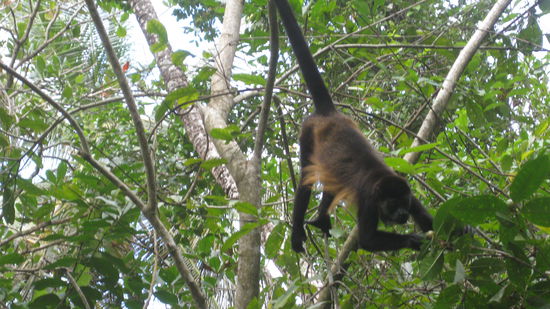 toll wie der sich mit seinem Schwanz festhalten kann, dieser Bruellaffe