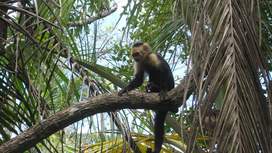 noch mal son Aeffchen