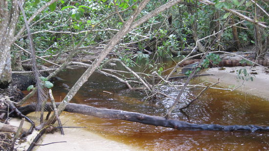 der naechste Fluss der durchquert werden musste, schon eckelig diese Farbe vom Wasser, ob es das Affenklo war
