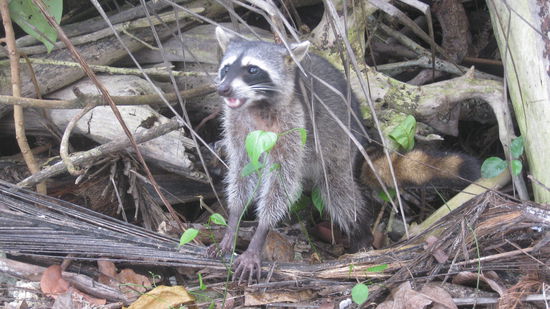 vermutlich ein Waschbaer