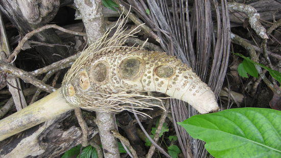 Wer weiss was das ist? Wir wissen es nicht.