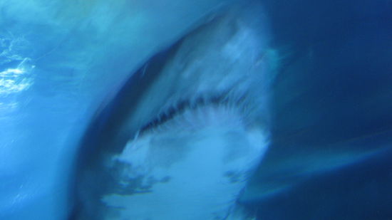 Haie unter den Twin Towers.