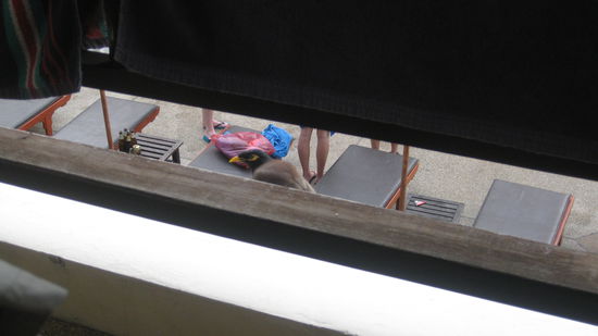 Unser Birdy, der hat uns beim Kniffeln zugeschaut.