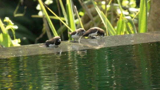 selbst den Vögeln gefällt der Pool