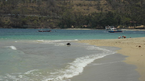 ...und die Kinder spielen am Strand neben der Ziege