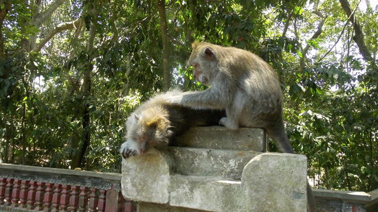 Dann ging es in den Affenwald