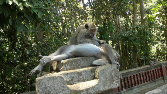 Ein geiles Affenleben