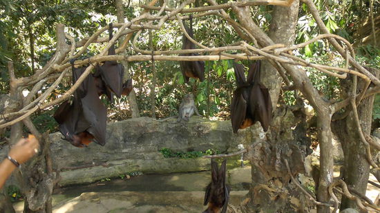 Auch Flughunde gab es zu sehen...