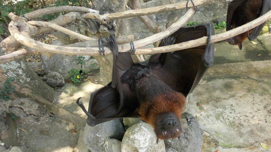 ... die haben aber zu viel gezeigt 