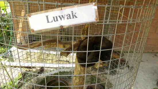 Dann gab es eine botanische Exkursion mit anschließend leckeren 
Luwak-Kaffee