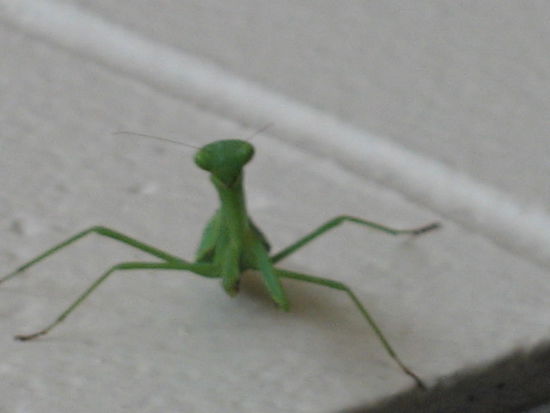 Die Heuschrecke hier ist echt  es gibt doch tierleben hier..die wollt ins zimmer rein, weils draussen kalt ist, aber ich hab sie nicht reingelassen, weil ich die komisch finde *schuettel*