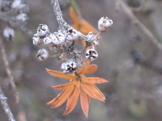 ...der beweis, es herbstet in neuseeland, aber trotzdem schoen...
