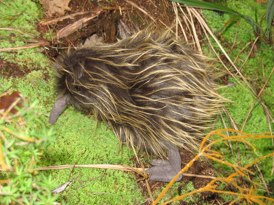 UND da DA ist der...wir haben einen gesehen, einen echten Kiwi )
Ok, ok, versuchen kann man es ja mal, aber suess das stofftier...der hintergrund ist ABER echt neuseelaendisch! 
Wir haben aber wirklich echte Kiwis gesehen im Te Puia Park. Allerdings darf man da keine fotos machen, da die Kiwis daemmerungstiere sind und dort war es dann dunkel...