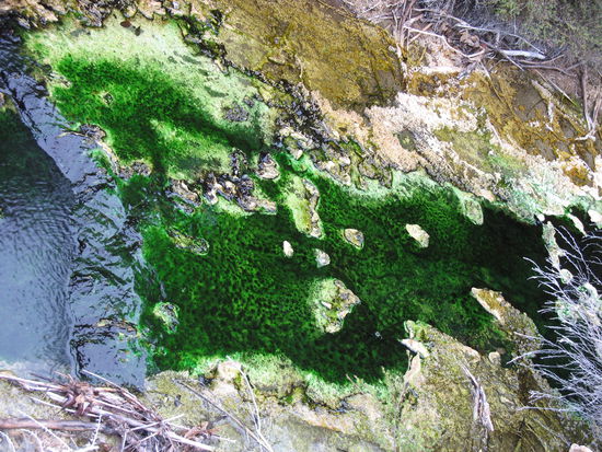 ...das sieht so unecht aus...