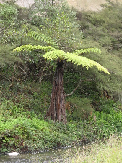 Die Farne sind so unglaublich hier....