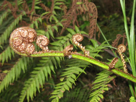 Der Farn macht sich schon Winterfest..... 