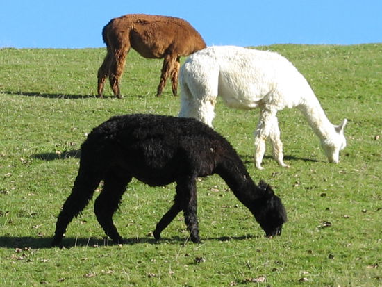 Alpaka im dreierpack..witzig!