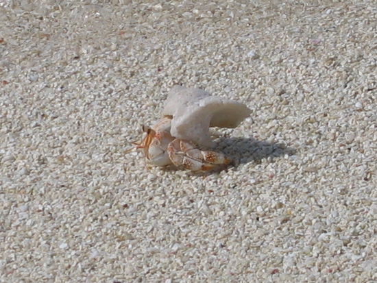 Krebs in witziger Muschel.....