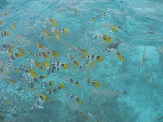 Viele viele bunte Fische....la la la.....