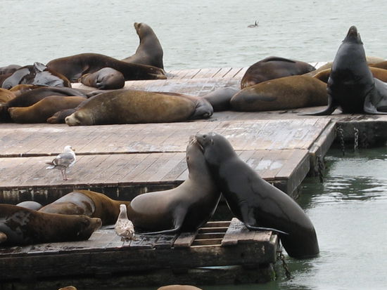 ...und weil es hier so schön und gemütlich ist, fühlen sich sogar die Seehunde um die Ecke beim Pier 39 sehr wohl...