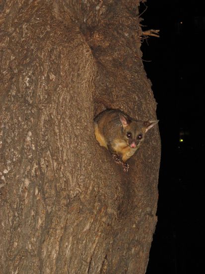 Guck guck.....unser neuer Freund hier 