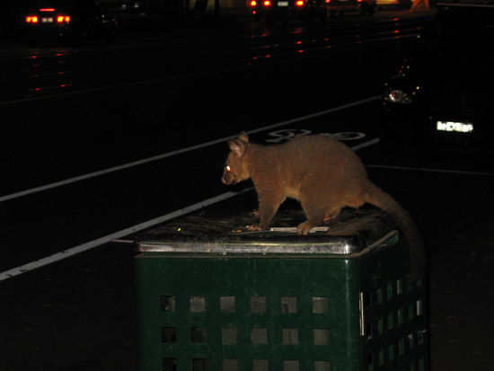 Und der Frechdachs auf der Tonne