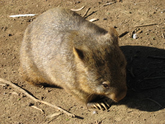 das ist ein wombat, die sind voll knuffig und kuschelig und faul und verschlafen und verfressen, aber mag sie trotzdem 