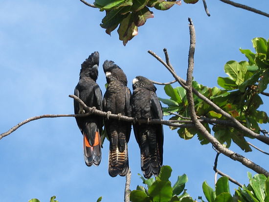 ...die drei hier und viele ihrer freunde fliegen frei rum...schwarze Kakadus