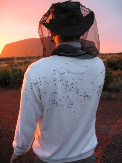 beim sonnenaufgang waren sie besonders schlimm 