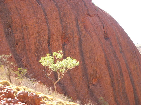 Bei den Olgas ein baeumchen..fand ich schoen...