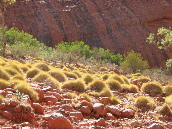 fuer eine wueste, ist es schon reichlich gruen insgesamt hier!