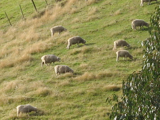 jede menge sheeps und muhus gibts auch, aber gibts ja auch bei uns  Ich freu mich halt ueber tiere hier, weil in Australien gab es da mehr auswahl )