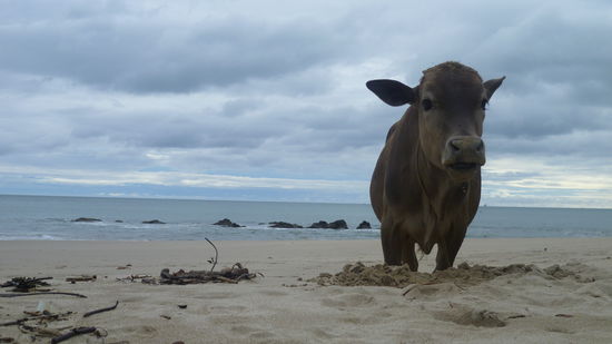 statt nackten Nixen nur  FellKuehe 