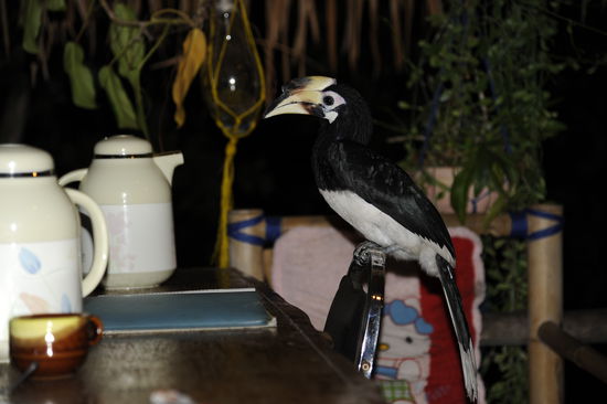 unser Hornbill