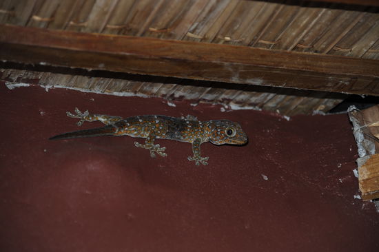 unser persoenlicher Insektenvernichter