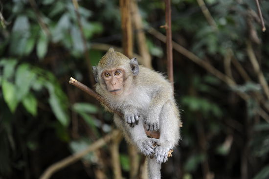 ...abhaengen fuer Affen