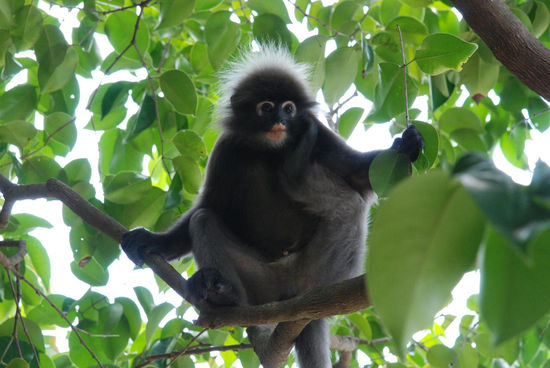 "Kahn" noch mal richtig fotografiert - tolle Frisur 